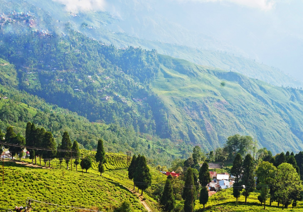 Happy Valley Tea Estate , Darjeeling