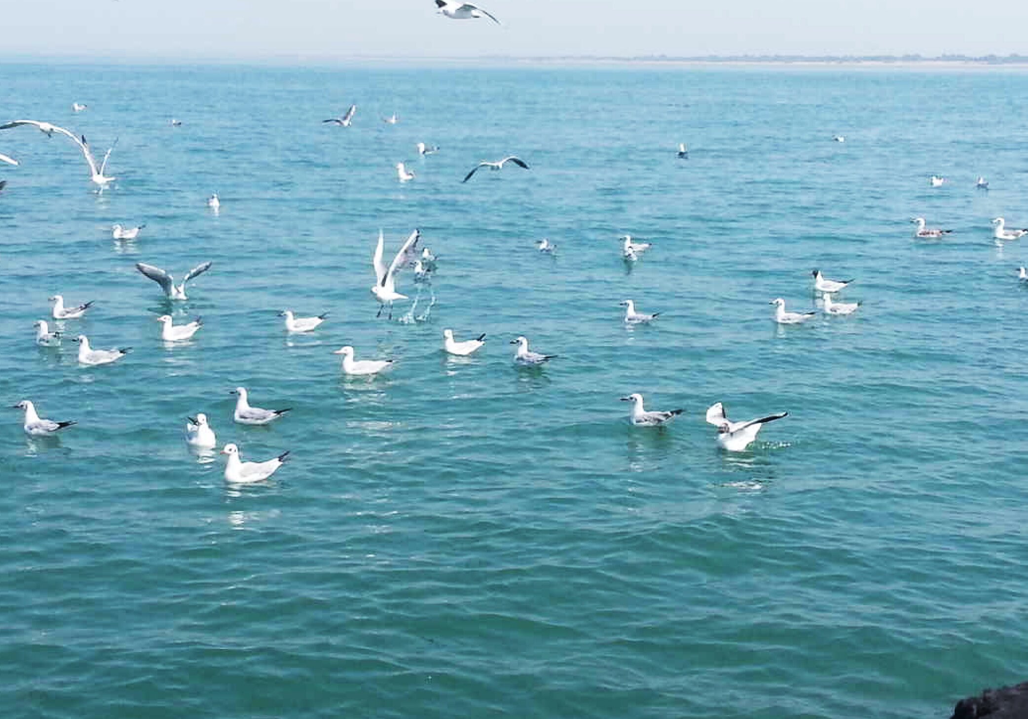 Seagull Floating on water in dwarka