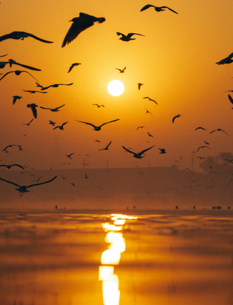 Bird flying Over River A Beautiful Sunset View