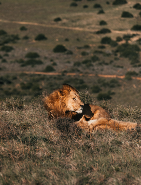 lion is relaxing 