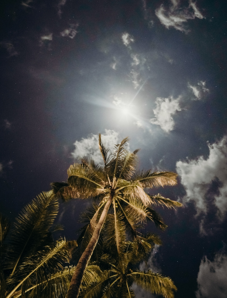 Night moon view with Palm trees in goa