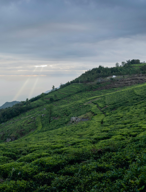 Tea Plantation In Tamil Nadu