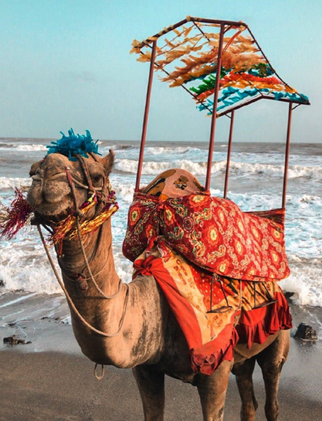 Camel Ride on beach